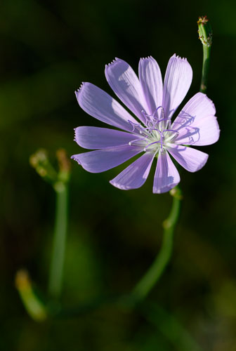 Bloom'n Things