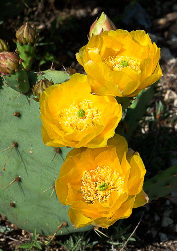 Bloom'n Things