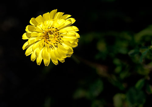 Bloom'n Things