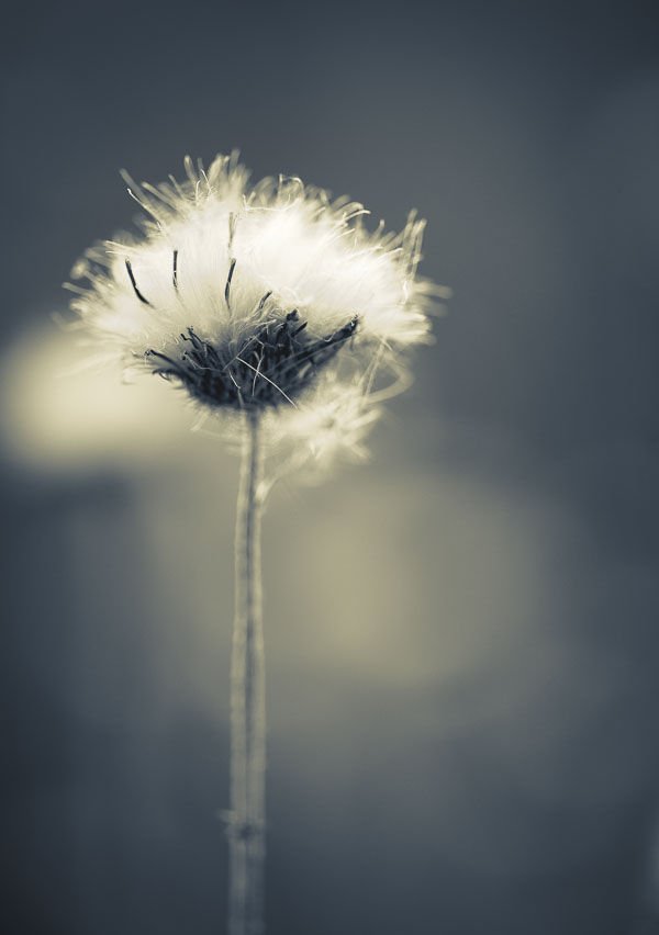 For Cathie